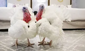 Live updates: Trump to pardon turkeys ahead of Thanksgiving